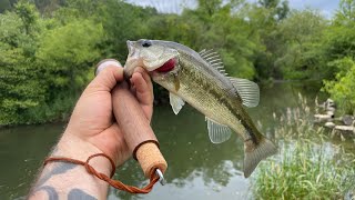 Ned rig CREEK FISHING for bass Great setup for a hobo reel [upl. by Tamanaha787]