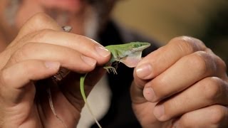 6 Cool Facts about GreenBrown Anoles  Pet Reptiles [upl. by Browne]