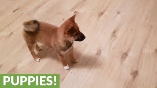 Shiba Inu puppy loses it when owner comes home [upl. by Anastatius]