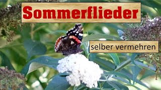 Sommerflieder vermehren durch Stecklinge [upl. by Tioneb]