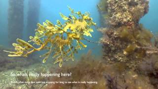 Leafy Sea Dragon wild courtship South Australia [upl. by Noemi]