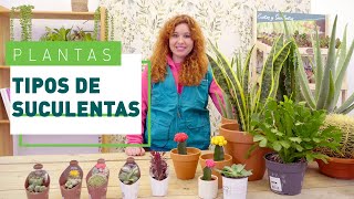 Plantas suculentas cuidados tipos y diferencias con crasas y cactus  Plantas en VERDECORA [upl. by Annairda932]