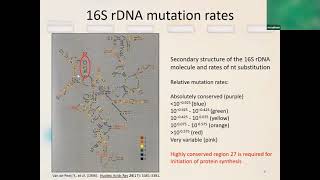 Spiraltor™ 48 mRNA Oligo dT purification [upl. by Nirhtak]