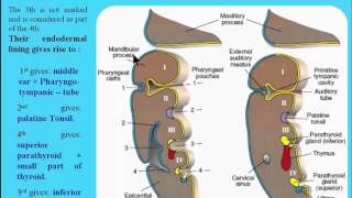 9 Pharyngeal Pouches [upl. by Suoicerp]