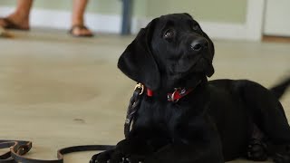 Dog Obedience Training Classes  Sorenson Kennels [upl. by Bowra]