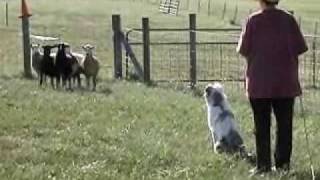 Ella the Australian Shepherd Herding Lesson [upl. by Yevrah]