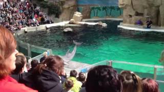 Delfinshow im Duisburger Zoo [upl. by Ellehcram]