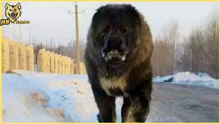 Caucasian shepherd dog breed  All You Need To Know [upl. by Saum720]