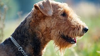 Airedale Terriers at the Dog Park Socialization and Training Tips [upl. by Haramat]