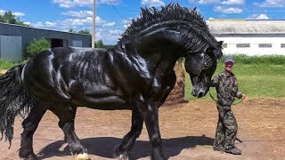 Most Powerful Horse Breed in the world [upl. by Anahsal]