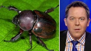 Gutfeld Eat bugs to stop climate change You first Kofi [upl. by Chelsie]