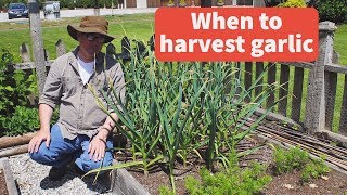 When to harvest garlic and garlic scapes  West Coast Seeds [upl. by Trask770]