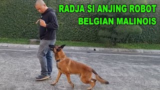 RADJA SI ANJING ROBOT  BELGIAN MALINOIS [upl. by Gualterio]