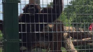 Gibbons  the quotWhoopingquot monkey  funny noise  cute animals [upl. by Shaylynn802]