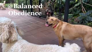 Happy Dogs Balanced Obedience [upl. by Rucker]