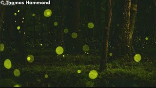 Synchronous fireflies at the Congaree [upl. by Steere]