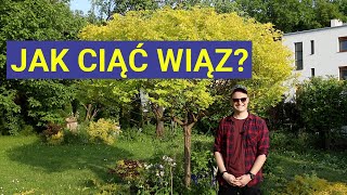 Jak Ciąć Wiąz Syberyjski Przycinanie Drzewka w Ogrodzie🌳🌳🌳 [upl. by Patrice]