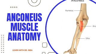 Anconeus Muscle Anatomy  Anatomy Lecture Series [upl. by Nonaihr725]