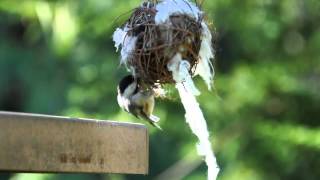 Chickadee gathering nesting material [upl. by Huai]