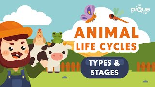 Animal Life Cycle Types and Stages  Primary School Science Animation [upl. by Boyden]