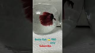 Betta fish sale 051124 [upl. by Bobbi63]