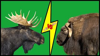 MOOSE vs MUSKOX Who Would Win [upl. by Nrek503]