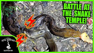 WHAT HAPPENS WHEN A COBRA BITES A GIANT RETICULATED PYTHON Bangkoks Snake Temple and Herping [upl. by Sergu]