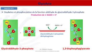 Métabolisme des glucides  Glycolyse [upl. by Sidonnie]