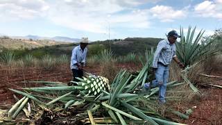 Harvesting Agave Espadin for Mezcal Production in Oaxaca Mexico [upl. by Wendalyn624]