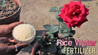 How to Fertilize Any Plants With Rice Water [upl. by Dovev505]