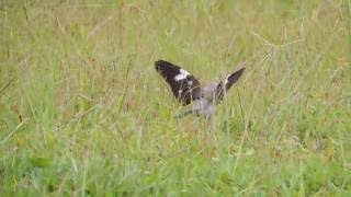 Northern Mockingbird performs wing flash display [upl. by Woodman]