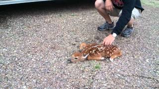 Baby Fawns Defense mechanism [upl. by Hyams]