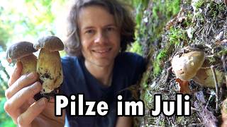 Steinpilze Pfifferlinge Stinkmorcheln und mehr Pilze sammeln im Juli 2024 [upl. by Jemy]