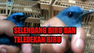 Tips membedakan selendang biru dan tledekan biru [upl. by Gareri]