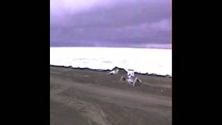 2004 Sea Ice Webcam Timelapse in Barrow Alaska [upl. by Vastah]