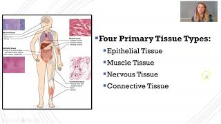 Introduction to Histology [upl. by Yrehc]