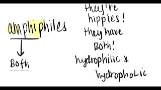 Amphiphiles Definiton of Amphiphiles [upl. by Nollahs722]