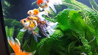 My Fancy Goldfish Tank Heavily Planted Amazing Ryukin [upl. by Ahseniuq]