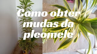 Como obter mudas da Pleomele  How to get Pleomele seedlings [upl. by Essirehs]