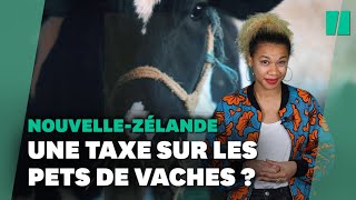 Taxer les pets de vache Cest quoi cette étrange loi en NouvelleZélande [upl. by Joe]