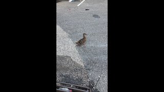 Mama ducks stands guard after ducklings fall into storm drain [upl. by Greiner775]