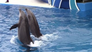 Dolphin Days Full Show at SeaWorld San Diego on 83015 [upl. by Ydnat304]