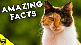 Amazing Facts About Calico Cats and Tortoiseshell Cats [upl. by Izak]