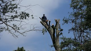 Castillos Tree Service [upl. by Horodko121]