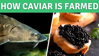 How Sturgeon Caviar is Farmed  White Sturgeon Fish Farming at Sterling Caviar [upl. by Maier269]