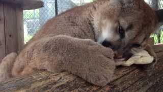 Purring Cougar Cub chews on a bone [upl. by Burman80]