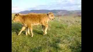 Goveda rase buša na Staroj planini  Busha Cattle in the Stara Planina [upl. by Eilesor681]