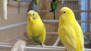 12 Hr Happy Singing amp Eating Parakeet Budgies Birds Reduce Stress of Lonely Quiet Birds [upl. by Fanni]