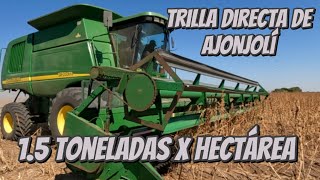 Trilla directa de Ajonjolí 💚👌🏻☑️Variedad SOPC9539 Supera rendimientos de 12 Toneladas😮 [upl. by Holloway]