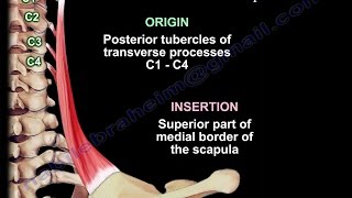 Anatomy Of The Levator Scapulae Muscle  Everything You Need To Know  Dr Nabil Ebraheim [upl. by Wes]